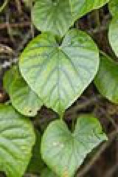 Tinospora crispa Patawali, Akar Patawali Tinospora crispa Patawali, Akar Patawali